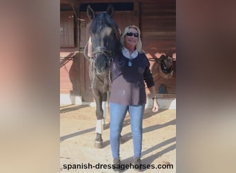 PRE Mix, Gelding, 8 years, 15,3 hh, Black