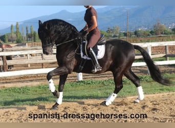 PRE Mix, Gelding, 8 years, 15,3 hh, Black