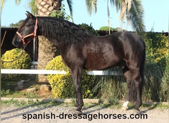 PRE Mix, Gelding, 8 years, 15,3 hh, Black