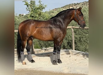 PRE Mix, Gelding, 8 years, 15.3 hh, Brown