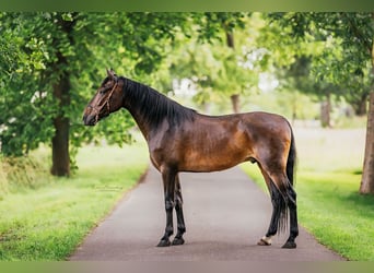 PRE Mix, Gelding, 8 years, 15,3 hh, Brown