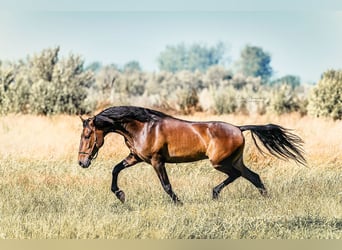 PRE Mix, Gelding, 8 years, 15,3 hh, Brown