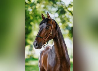 PRE Mix, Gelding, 8 years, 15,3 hh, Brown