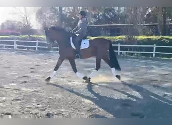 PRE, Gelding, 8 years, 15,3 hh