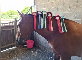 PRE, Gelding, 8 years, 15,3 hh