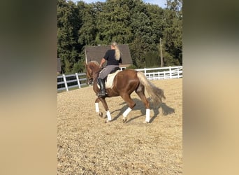 PRE Mix, Gelding, 8 years, 15.3 hh, Palomino