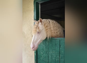 PRE, Gelding, 8 years, 15 hh, Cremello