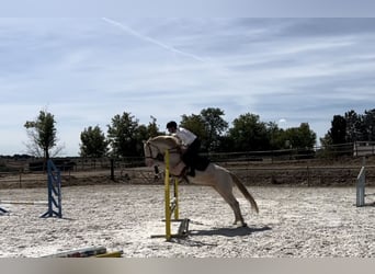 PRE, Gelding, 8 years, 15 hh, Cremello