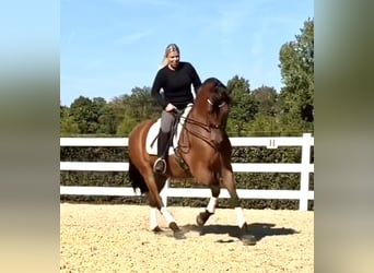 PRE, Gelding, 8 years, 15,2 hh, Brown