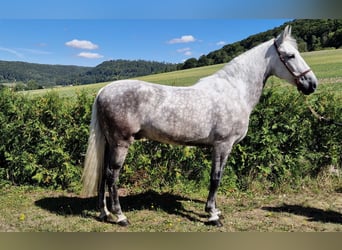 PRE Mix, Gelding, 8 years, 15,2 hh, Grey-Dapple