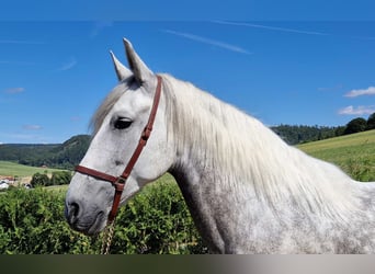 PRE Mix, Gelding, 8 years, 15,2 hh, Grey-Dapple