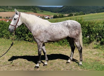 PRE Mix, Gelding, 8 years, 15,2 hh, Grey-Dapple
