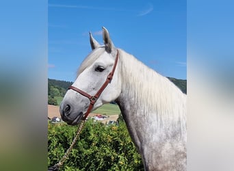 PRE Mix, Gelding, 8 years, 15,2 hh, Grey-Dapple
