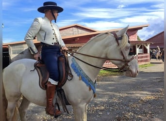 PRE, Gelding, 8 years, 15,2 hh, Perlino