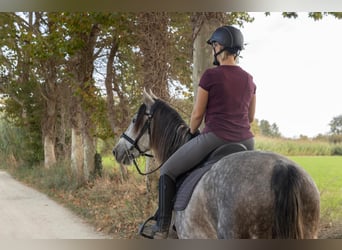 PRE, Gelding, 8 years, 15,3 hh