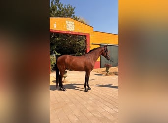 PRE, Gelding, 8 years, 16.1 hh, Bay