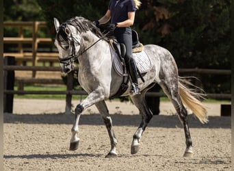 PRE Mix, Gelding, 8 years, 16,1 hh, Gray