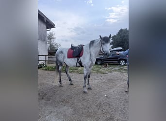 PRE Mix, Gelding, 8 years, 16.1 hh, Grey-Dapple