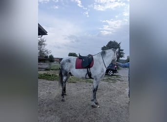 PRE Mix, Gelding, 8 years, 16.1 hh, Grey-Dapple
