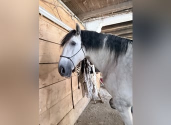 PRE Mix, Gelding, 8 years, 16.1 hh, Grey-Dapple
