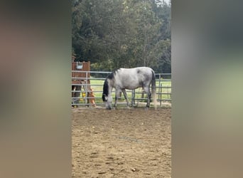 PRE Mix, Gelding, 8 years, 16.1 hh, Grey-Dapple