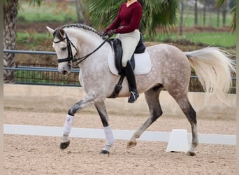 PRE Mix, Gelding, 8 years, 16.1 hh, Grey