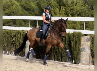 PRE, Gelding, 8 years, 16,2 hh, Brown