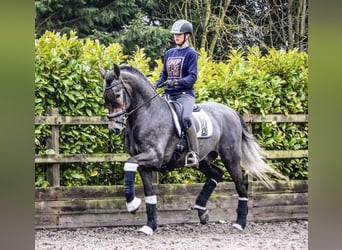 PRE Mix, Gelding, 8 years, 16.2 hh, Gray-Dapple