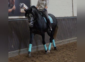 PRE Mix, Gelding, 8 years, 16.2 hh, Gray-Dapple