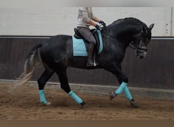 PRE Mix, Gelding, 8 years, 16.2 hh, Gray-Dapple
