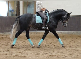 PRE Mix, Gelding, 8 years, 16.2 hh, Gray-Dapple