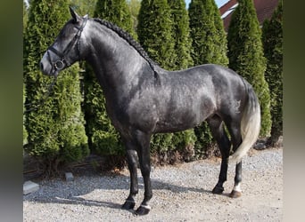 PRE Mix, Gelding, 8 years, 16.2 hh, Gray-Dapple