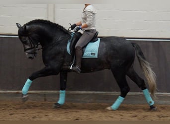 PRE Mix, Gelding, 8 years, 16.2 hh, Gray-Dapple