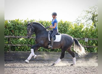 PRE Mix, Gelding, 8 years, 16.2 hh, Gray-Dapple