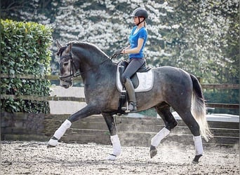 PRE Mix, Gelding, 8 years, 16.2 hh, Gray-Dapple