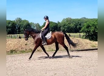 PRE Mix, Gelding, 8 years, 16 hh, Brown