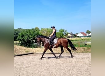 PRE Mix, Gelding, 8 years, 16 hh, Brown