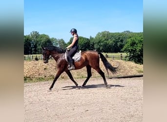PRE Mix, Gelding, 8 years, 16 hh, Brown