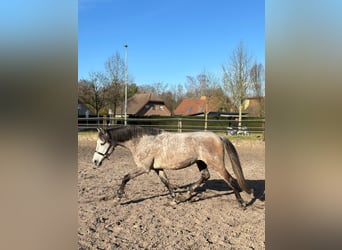PRE, Gelding, 8 years, 16 hh, Can be white