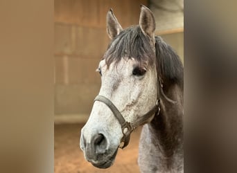 PRE, Gelding, 8 years, 16 hh, Can be white