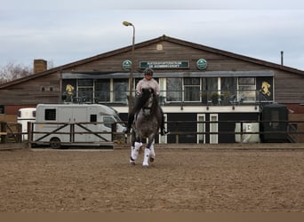 PRE, Gelding, 8 years, 16 hh, Gray-Blue-Tan