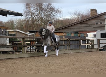 PRE, Gelding, 8 years, 16 hh, Gray-Blue-Tan