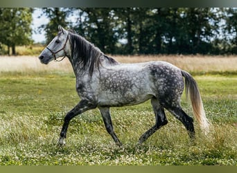 PRE Mix, Gelding, 8 years, 16 hh, Gray-Dapple