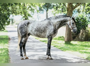 PRE Mix, Gelding, 8 years, 16 hh, Gray-Dapple