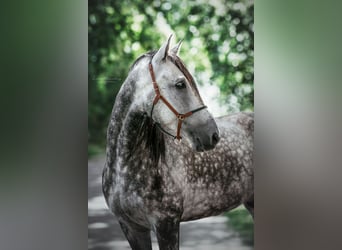 PRE Mix, Gelding, 8 years, 16 hh, Gray-Dapple