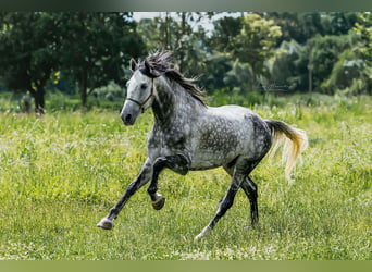 PRE Mix, Gelding, 8 years, 16 hh, Gray-Dapple