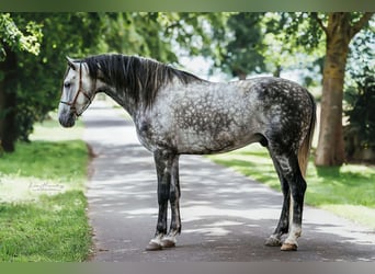 PRE Mix, Gelding, 8 years, 16 hh, Gray-Dapple