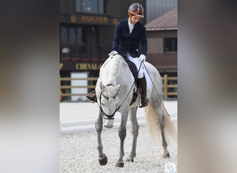 PRE Mix, Gelding, 8 years, 16 hh, Grey-Dapple
