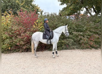 PRE Mix, Gelding, 8 years, 16 hh, Grey