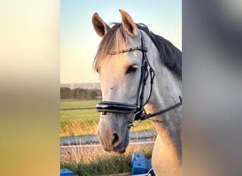 PRE Mix, Gelding, 8 years, 16 hh, Grey